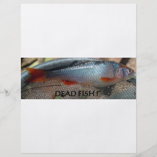 DEAD FISH FLYER