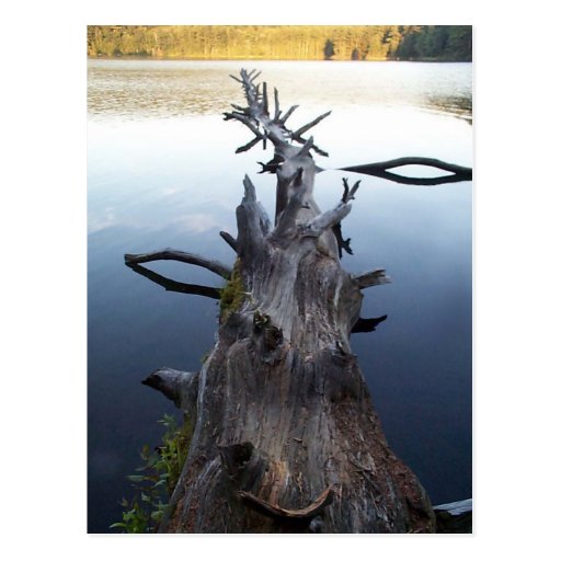 Dead Log in Water Post Card