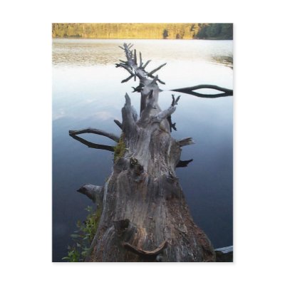 Dead Log in Water Post Card by dduhaime55