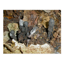 Dead Man's Finger Mushrooms Postcard
