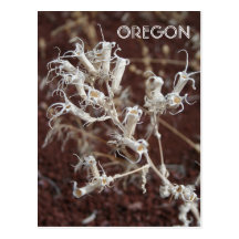 Dead on Red Postcard