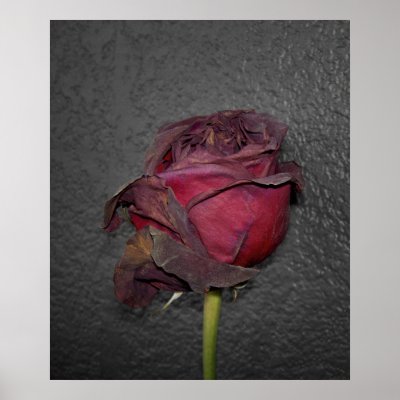 Dead Roses Posters by SarahJCurtiss