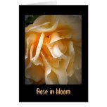 Dead Roses: Rose in bloom