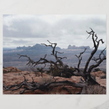 Dead tree, Arches National Park, Utah, U.S.A. Custom Flyer