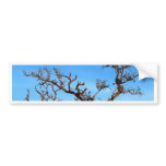 dead tree