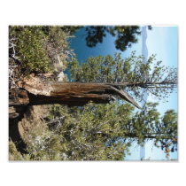 Dead Tree Art Photo