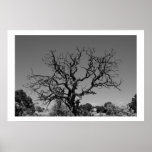 Dead Tree Posters