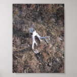 Dear Skull Posters