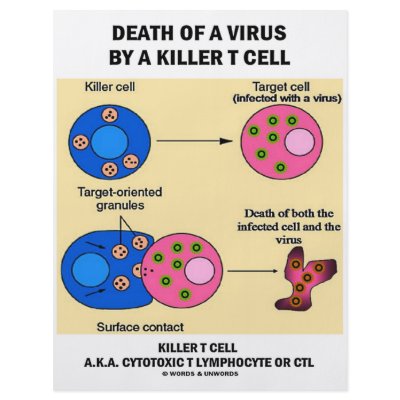 Death Of A Virus By A Killer T Cell (Immunology) by wordsunwords