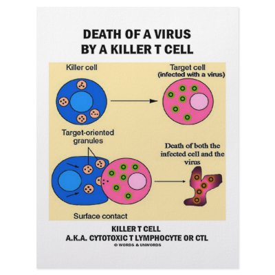 Death Of A Virus By A Killer T Cell (Immunology) by wordsunwords