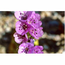 Death Valley Phacelia Acrylic Cut Outs