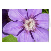 Debbie's Clematis Greeting Card