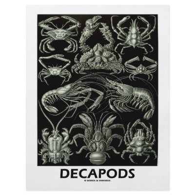 Decapods Flyer Design by wordsunwords