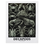 Decapods flyers