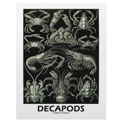 Decapods Letterhead by wordsunwords
