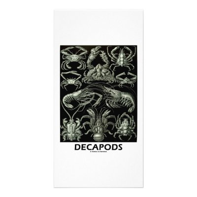 Decapods Customized Photo Card by wordsunwords