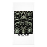 Decapods photo cards