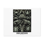 Decapods Post Cards