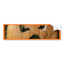 Decaying Pumpkin Bumper Sticker