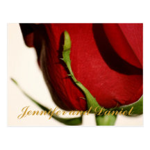 December Wedding Red Rose Announcement Card Postcard