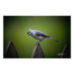 Décor de mur d'oiseaux de la Géorgie et photo sauv
