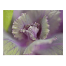 Decorative cabbage postcard