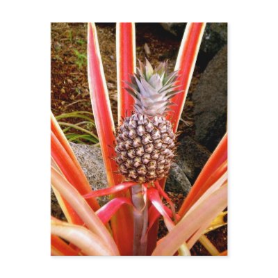 Decorative Pineapple in Hawaii by Rebecca_Reeder