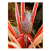 Decorative Pineapple in Hawaii Post Card