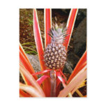 Decorative Pineapple in Hawaii postcards