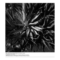 Deep Canyon Desert Research Station by Ansel Adams posters
