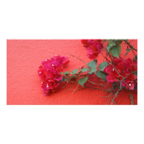 Deep Pink Bougainvillea