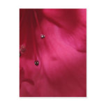 Deep Pink Hibiscus Postcard (vertical)