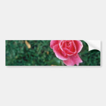 Deep Pink Rose flowers Bumper Stickers