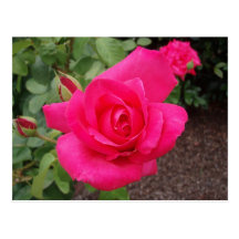 Deep pink rose post cards