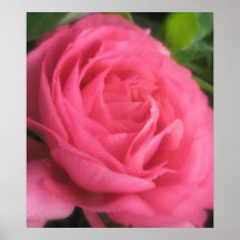 Deep Pink Rose Poster