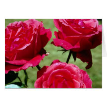Deep Pink Roses Greeting Cards