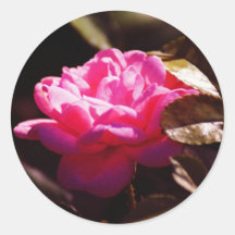 Deep Pink Round Stickers