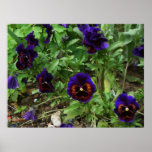 Deep Purple Pansy ~ Print~