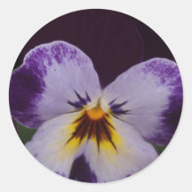 Deep Purple White Pansy Round Sticker