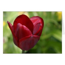 Deep Red Tulip Greeting Card
