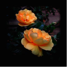 Deep Yellow - Orange Roses, on Black. Custom Photo Cut Outs