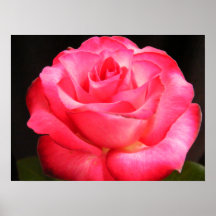 Deepest Pink Posters
