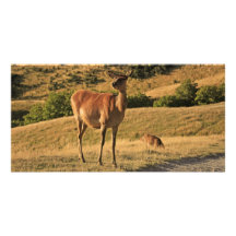 Deer 1 picture card