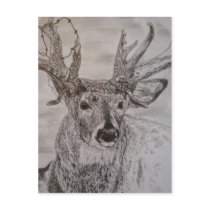deer 2