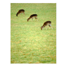 deer 2 postcard
