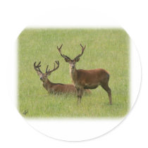 Deer 9Y413D-023 Stickers