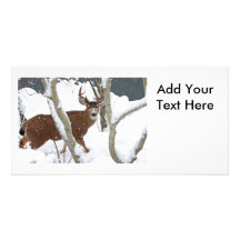 Deer Buck in Snow Custom Photo Card