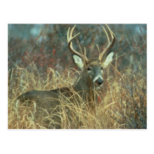 Deer / Buck / White-tailed Deer Postcards
