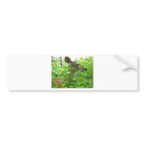 Deer Bumper Stickers