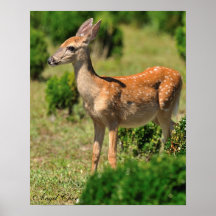 Deer, Chase the Fawn in the Sunlight Poster